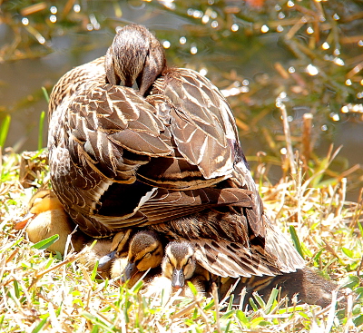 [A feamle mallard has her bill tucked back into her wing as she stands on the grass. Under her the heads of four ducklings are completely visible and all four have their eyes closed. Duckling eyelids are yellow with a brown stripe across them. The edges of the bills of two ducklings are seen tucked under her tail. The rest of the ducklings are hidden under her.]